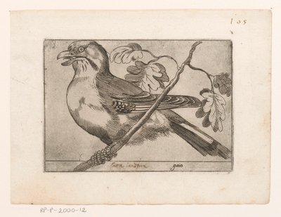 Eichelhäher von Jacques de Fornazeris (possibly)