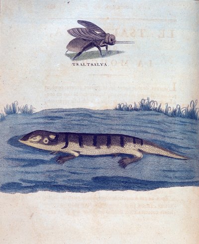 Fliege und Eidechse - in „Reise nach Nubien und Abessinien unternommen, um die Quellen des Nils zu entdecken, in den Jahren 1768 bis 1772“, von James Bruce, Paris von James Bruce
