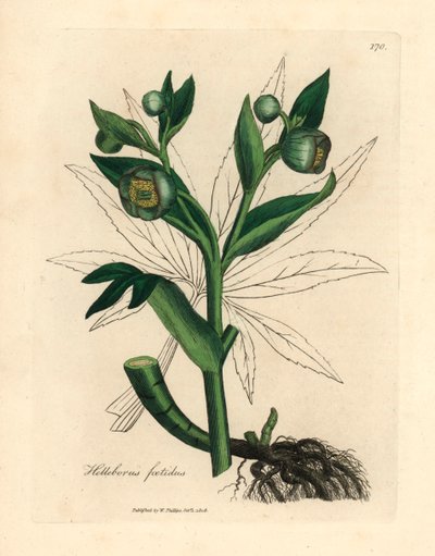 Stinkende Nieswurz, aus einer botanischen Illustration von James Sowerby aus William Woodville und Sir William Jackson Hooker
