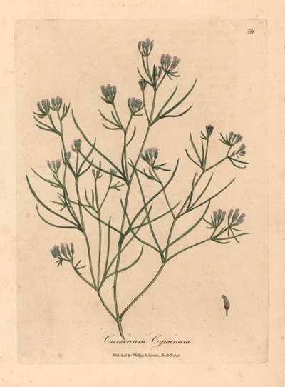 Rosa blühender Kümmel, Cuminum cyminum, aus einer botanischen Illustration von James Sowerby aus William Woodville und Sir William Jackson Hooker