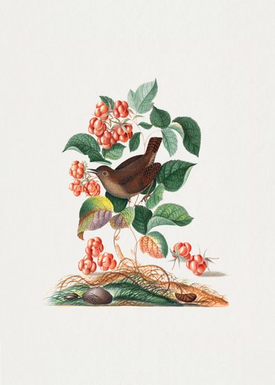 Zaunkönig von James Bolton
