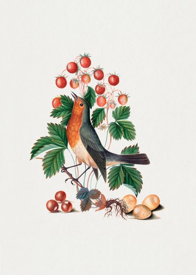 Europäisches Rotkehlchen und Wilde Erdbeere von James Bolton