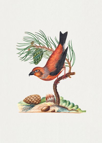 Kreuzschnabel von James Bolton