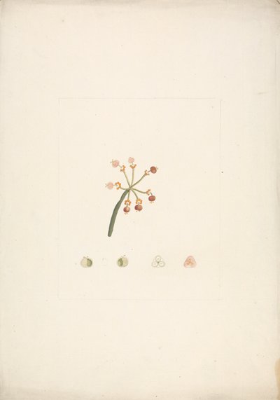 Euphorbia nubica N.E. Br. (Nubische Wolfsmilch): fertige Zeichnung eines blühenden und fruchtenden Triebs, mit Details der Blütendissektionen von James Bruce