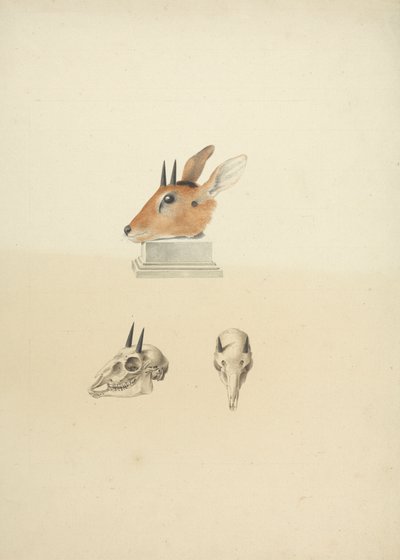 Unidentifizierter Madoqua (Dik-dik): Studie von Kopf und Schädel von James Bruce