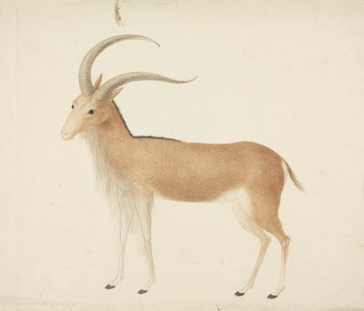 Unidentifiziertes Huftier von James Bruce
