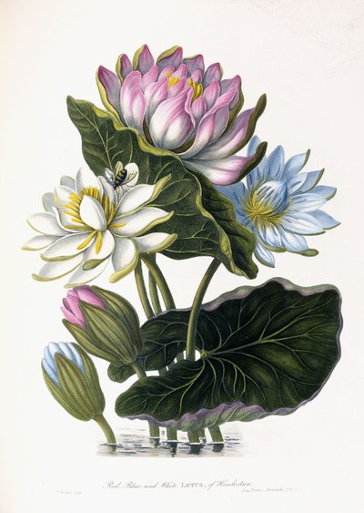 Rote, blaue und weiße Lotusblume von Hindostan, 1781 von James Forbes
