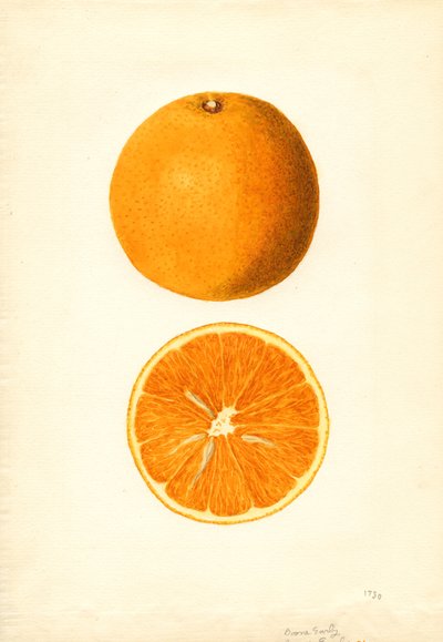 Boone Early Orangen (Citrus sinensis) von James Marion Shull