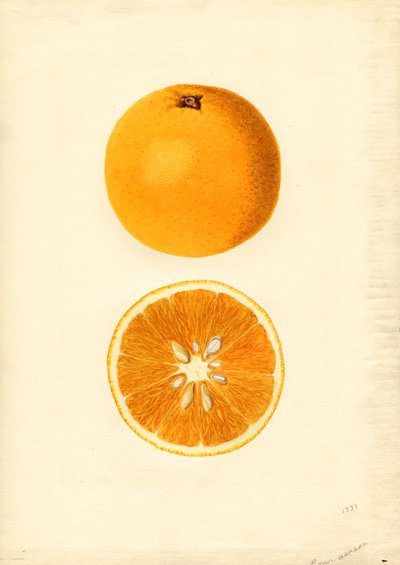 Homosassa-Orangen (Citrus sinensis) von James Marion Shull