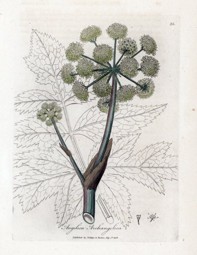 Angelique echt oder officinal oder archangelique - Gartenengelwurz, Angelica archangelica. Handkolorierte Kupferstichgravur von James Sowerby aus William Woodville und Sir William Jackson Hooker