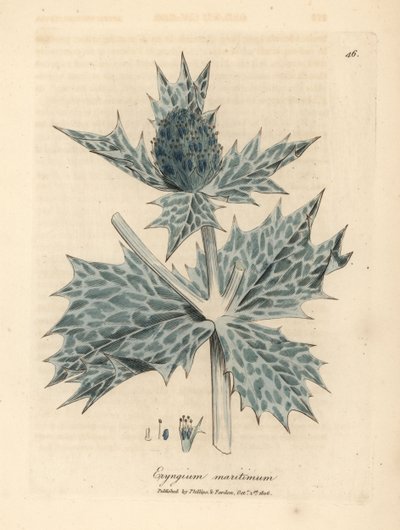 Blau blühender Meerkohl oder Eryngo, Eryngium maritinum von James Sowerby