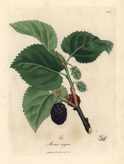 Schwarzer Maulbeerbaum, Morus nigra von James Sowerby