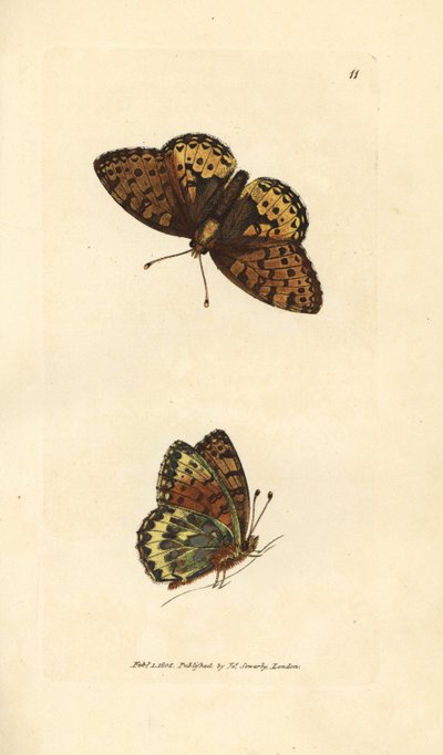 Dunkelgrüner Perlmuttfalter, Argynnis aglaia (Charlotte-Schmetterling, Papilio charlotta). Handkolorierter Kupferstich von James Sowerby aus The British Miscellany, oder Coloured figures of new, rare, or little known animal subjects. von James Sowerby