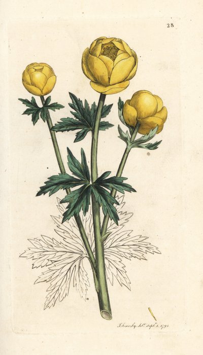 Trollblume, Trollius europaeus von James Sowerby
