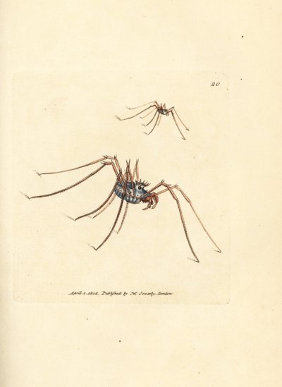 Weberknecht, Megabunus diadema. Handkolorierter Kupferstich von James Sowerby aus The British Miscellany, oder Coloured figures of new, rare, or little known animal subjects. von James Sowerby