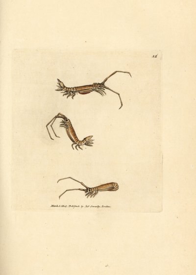 Langhorn-Assel, Astacilla longicornis von James Sowerby