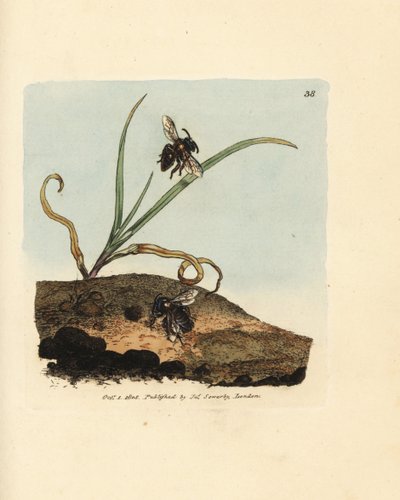 Sandbiene, Andrena nigroaenea von James Sowerby
