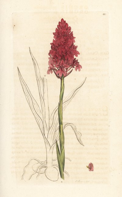 Pyramiden-Hundswurz, Anacamptis pyramidalis. Handkolorierter Kupferstich nach einer Illustration von James Sowerby aus James Smiths English Botany, London von James Sowerby