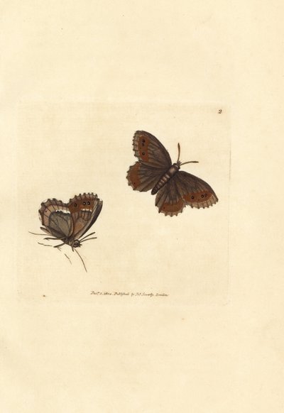 Schottischer Argusfalter, Erebia aethiops (Papilio blandina). Handkolorierter Kupferstich von James Sowerby aus The British Miscellany, oder Coloured figures of new, rare, or little known animal subjects. von James Sowerby
