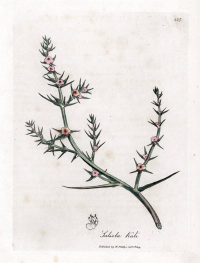 Stachelige Salzmelde, Kali turgida. Handkolorierte Kupferstichgravur aus einer botanischen Illustration von James Sowerby aus William Woodville und Sir William Jackson Hooker