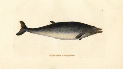 Sowerbys Schnabelwal, Mesoplodon bidens (Physeter bidens, Zweizahn-Pottwal). Handkolorierte Kupferstichgravur von James Sowerby aus The British Miscellany, or Coloured figures of new, rare, or little known animal subjects von James Sowerby