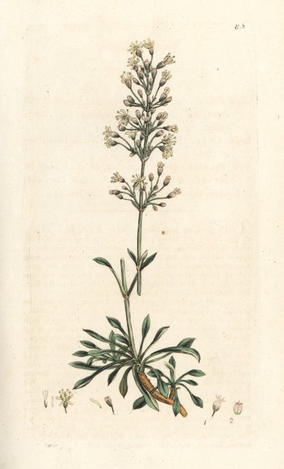 Spanisches Leimkraut, Silene otites von James Sowerby