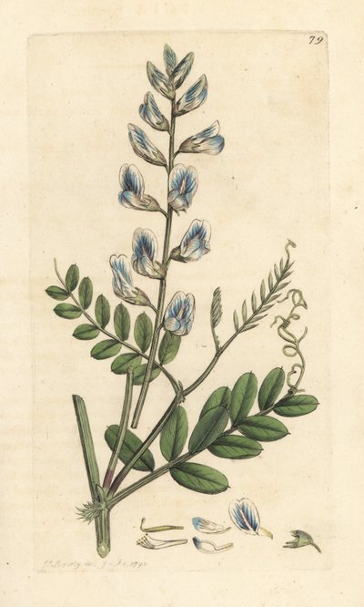 Wald-Wicke, Vicia sylvatica von James Sowerby