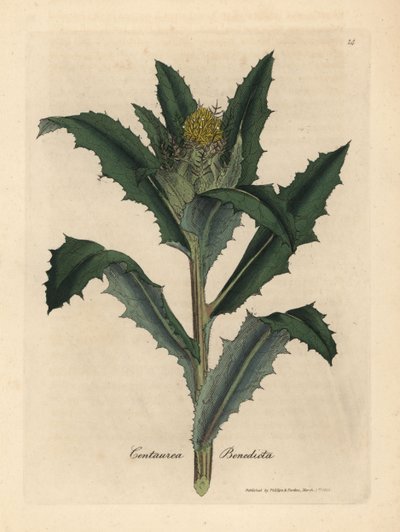 Gelb blühende Benediktenkraut, Centaurea benedicta von James Sowerby