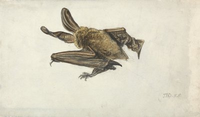 Eine Fledermaus von James Ward
