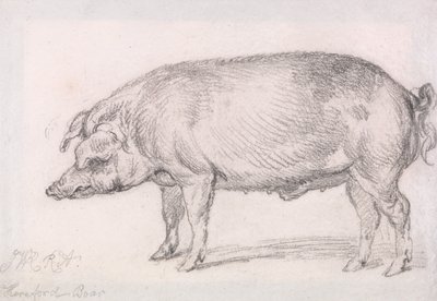 Hereford-Eber von James Ward