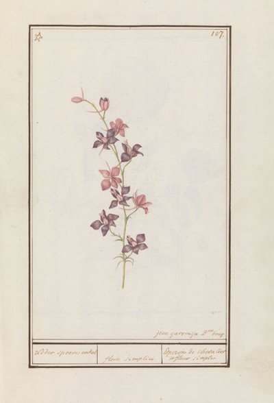 Rittersporn (Consolida) von Jan Anton Garemyn