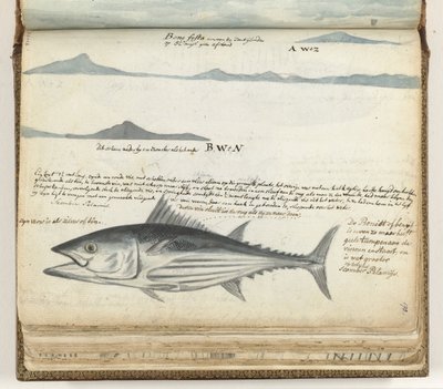 Küstenprofile der Kanarischen Inseln. Fisch. von Jan Brandes