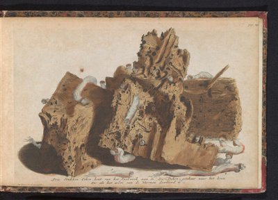 Teile von Pfählen, die von Schiffsbohrwürmern befallen sind, 1731 von Jan Ruyter
