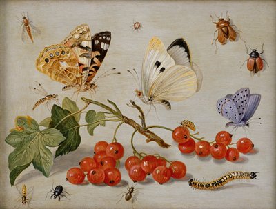 Ein Stillleben mit einem Zweig roter Johannisbeeren, Schmetterlingen, Käfern, Raupe und Insekten von Jan van Kessel the Elder