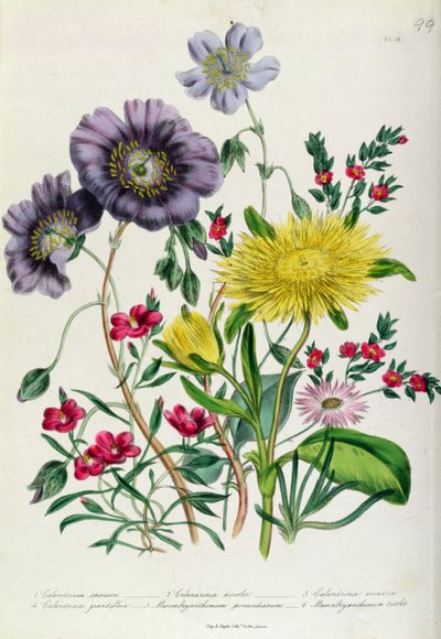 Calandrinia, Tafel 18 aus 