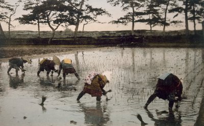Fünf Bauern pflanzen Reis in einem Reisfeld, 1890er von Japanese Photographer