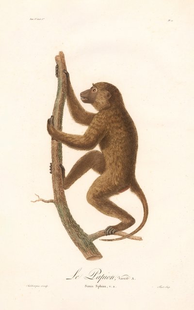 Kletternder Guinea-Pavian (Simia Sphinx, Varietät a) von Jean Baptiste Audebert