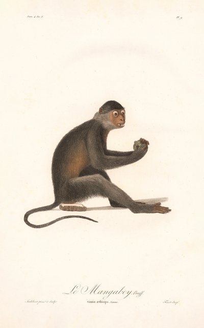 Grüne Meerkatze (Simia aethiops) von Jean Baptiste Audebert