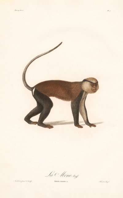 Mona Meerkatze (Simia mona) von Jean Baptiste Audebert