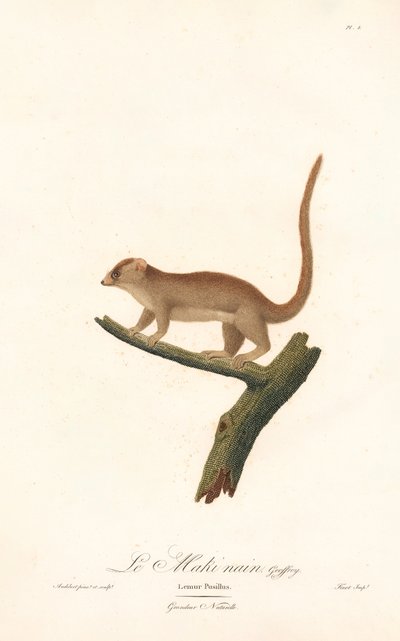 Zwergmauslemur (Lemur pusillus) von Jean Baptiste Audebert