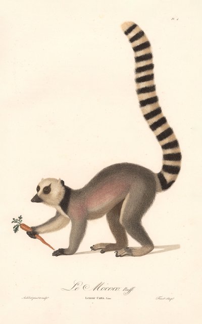 Katta (Lemur catta) von Jean Baptiste Audebert
