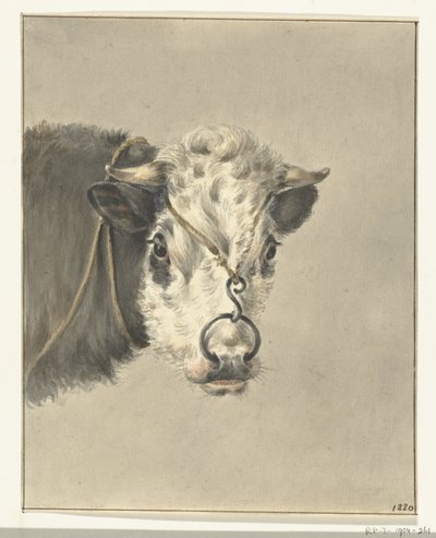 Kopf einer Kuh, mit einem Ring durch die Nase, von vorne von Jean Bernard