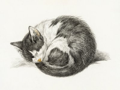 Zusammengerollte schlafende Katze von Jean Bernard