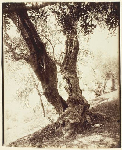 Olivier, Nizza von Jean Eugène Auguste Atget