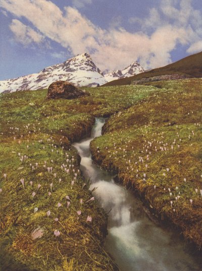 Schweiz: Krokusse in der Nähe eines Bergbaches im Oberengadin von Jean Gaberell