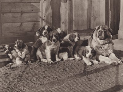 Schweiz: Die berühmten Bernhardinerhunde von Jean Gaberell