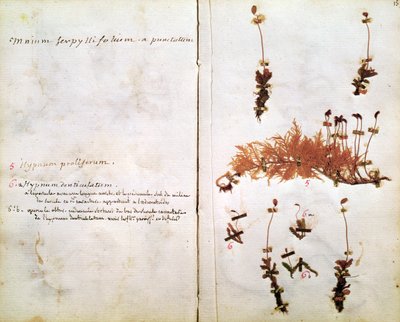 Seite 15 aus einem Herbarium von Jean Jacques Rousseau