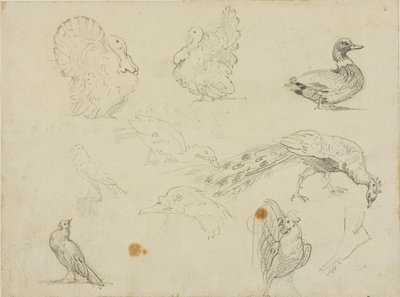 Skizzen von Geflügel von Jean Louis André Théodore Géricault