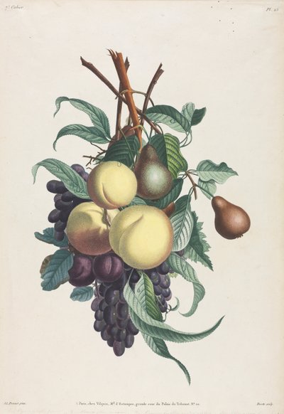 Sammlung von Blumen und Früchten: Zweige von Rousselet, Pfirsich, Pflaume und Traube von Jean Louis Prevost