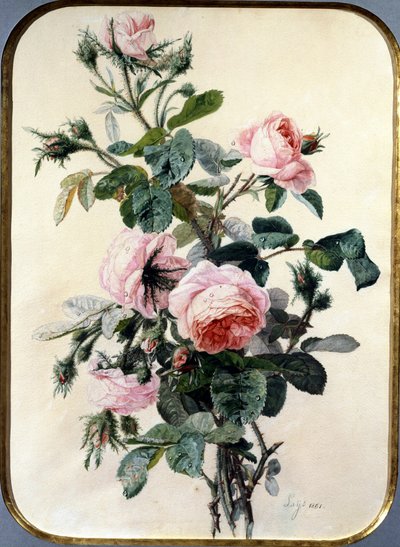 Die Rosen von Jean Pierre Lays